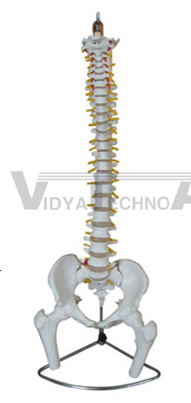 Life-size vertebral column with pelvis and femur heads